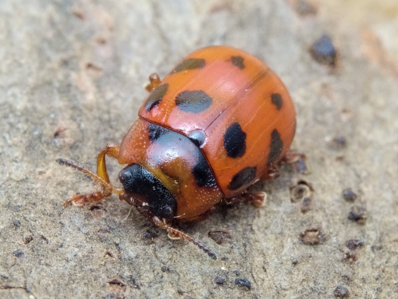 Gonioctena decemnotata (Marsham, 1802)